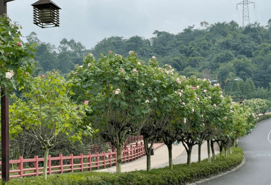 易景通景区票务系统和嘉州绿心公园达成合作 易景通景区票务系统和嘉州绿心公园达成合作